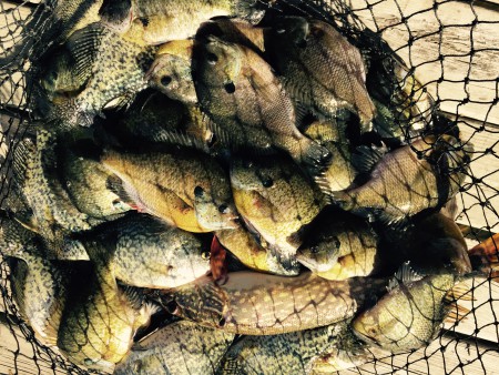 Fall Fishing